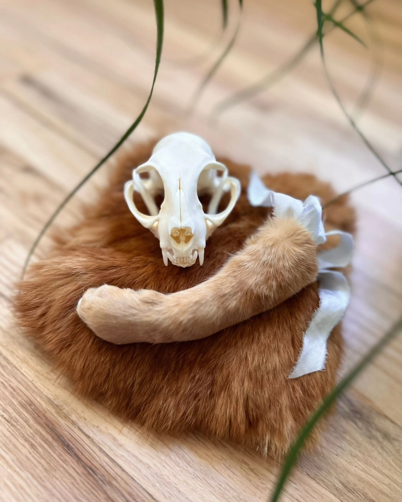 Skeleton and fur tail