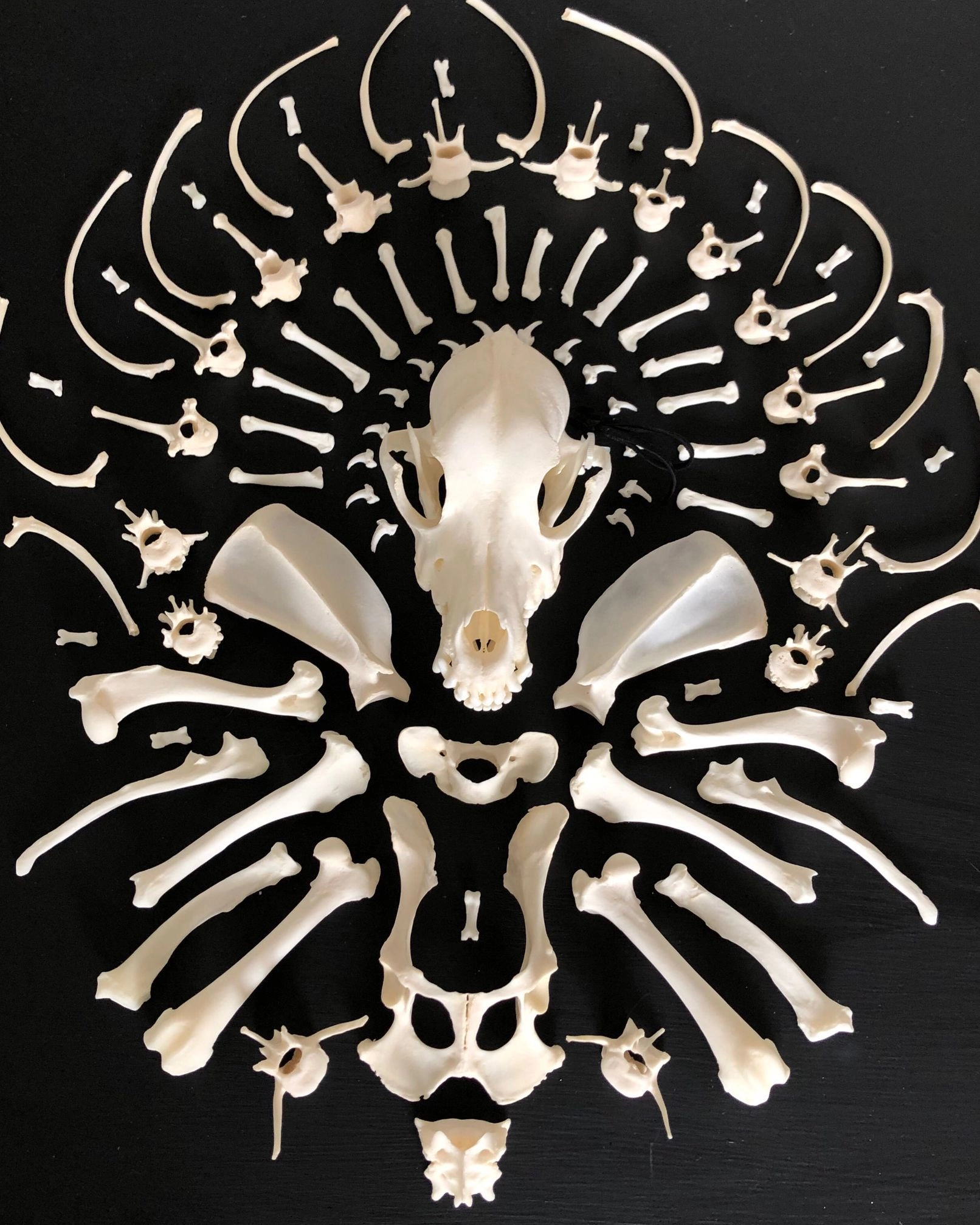 Skeleton bones arranged