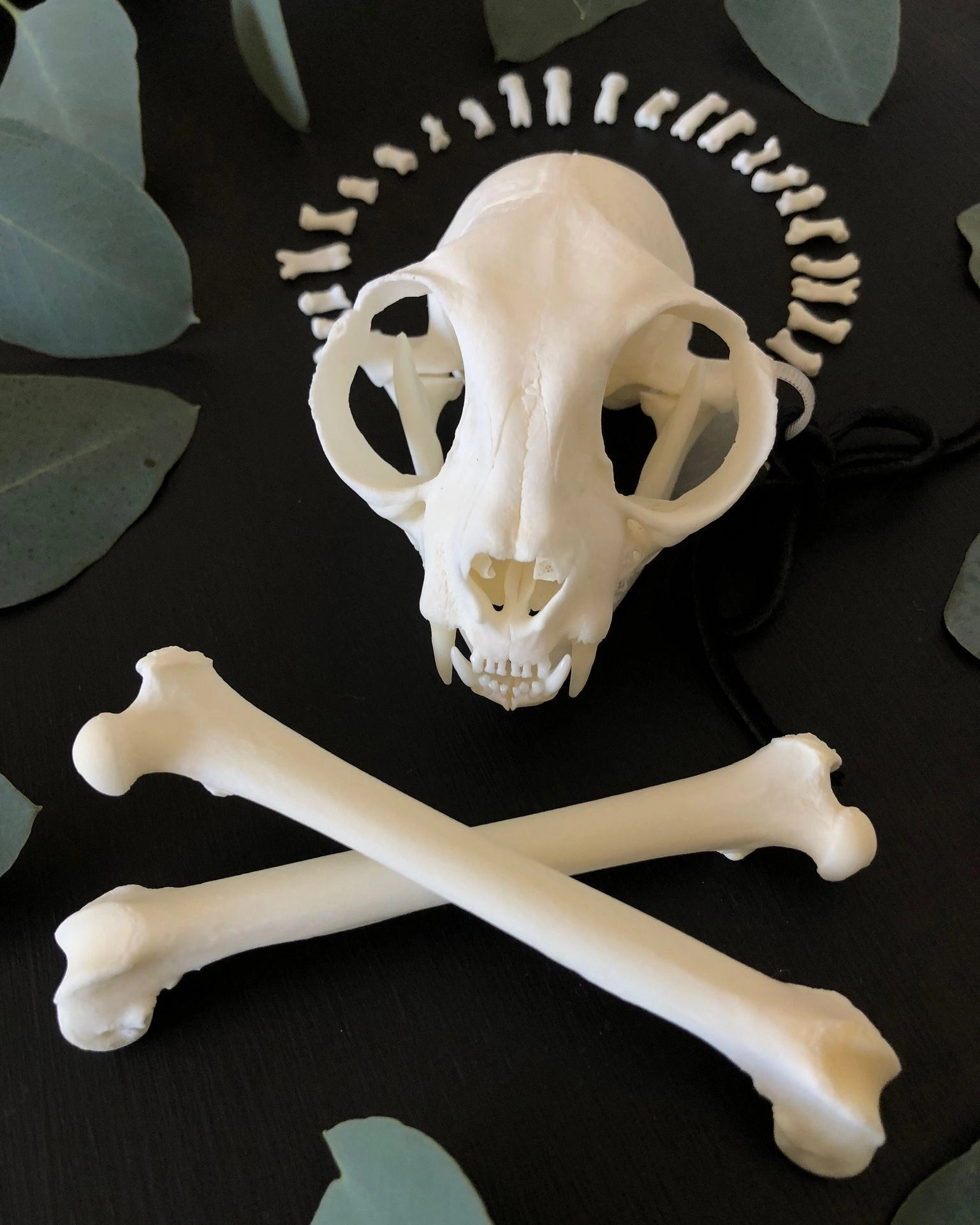 Skeleton cat crossbones