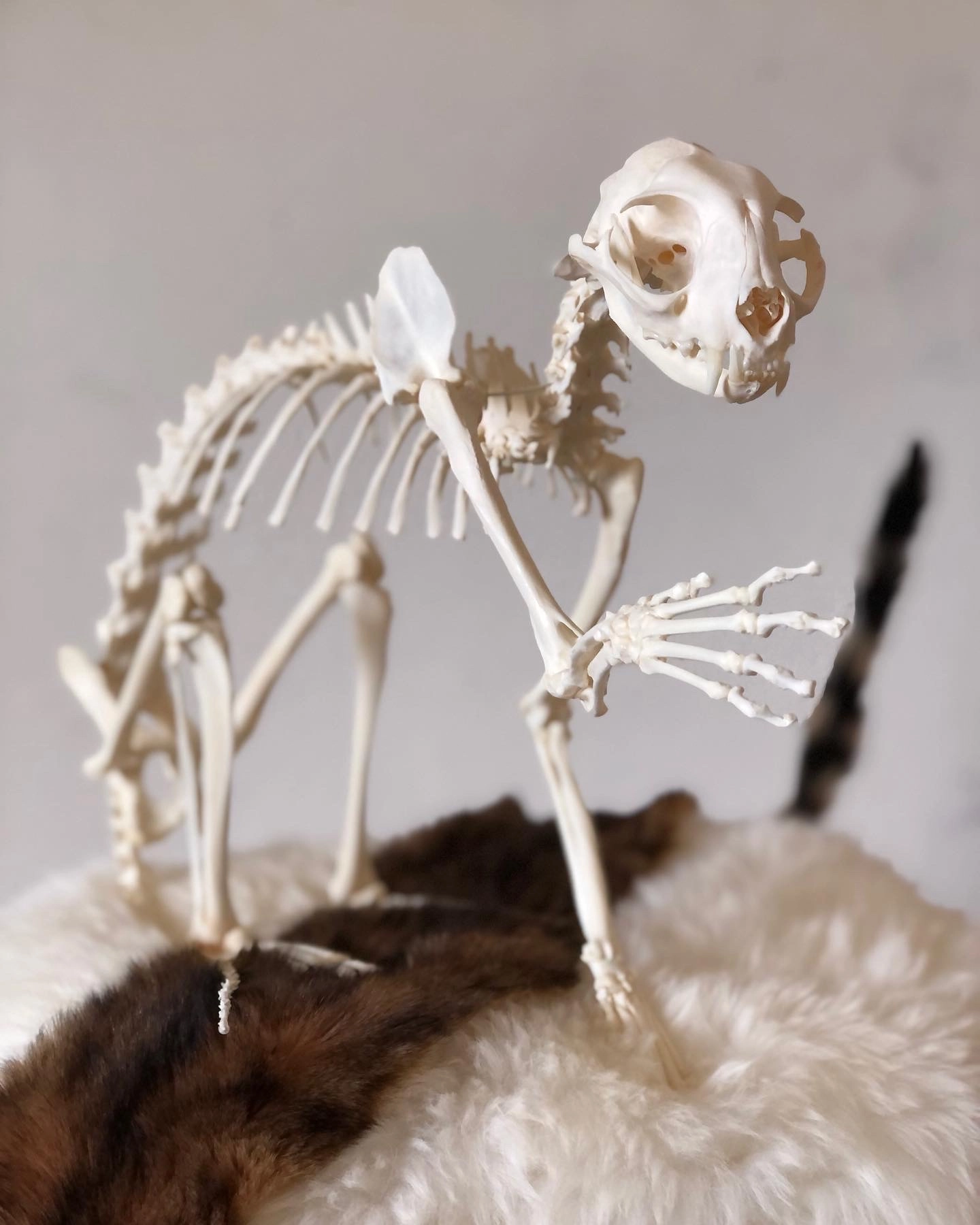 Skeleton cat holding out paw