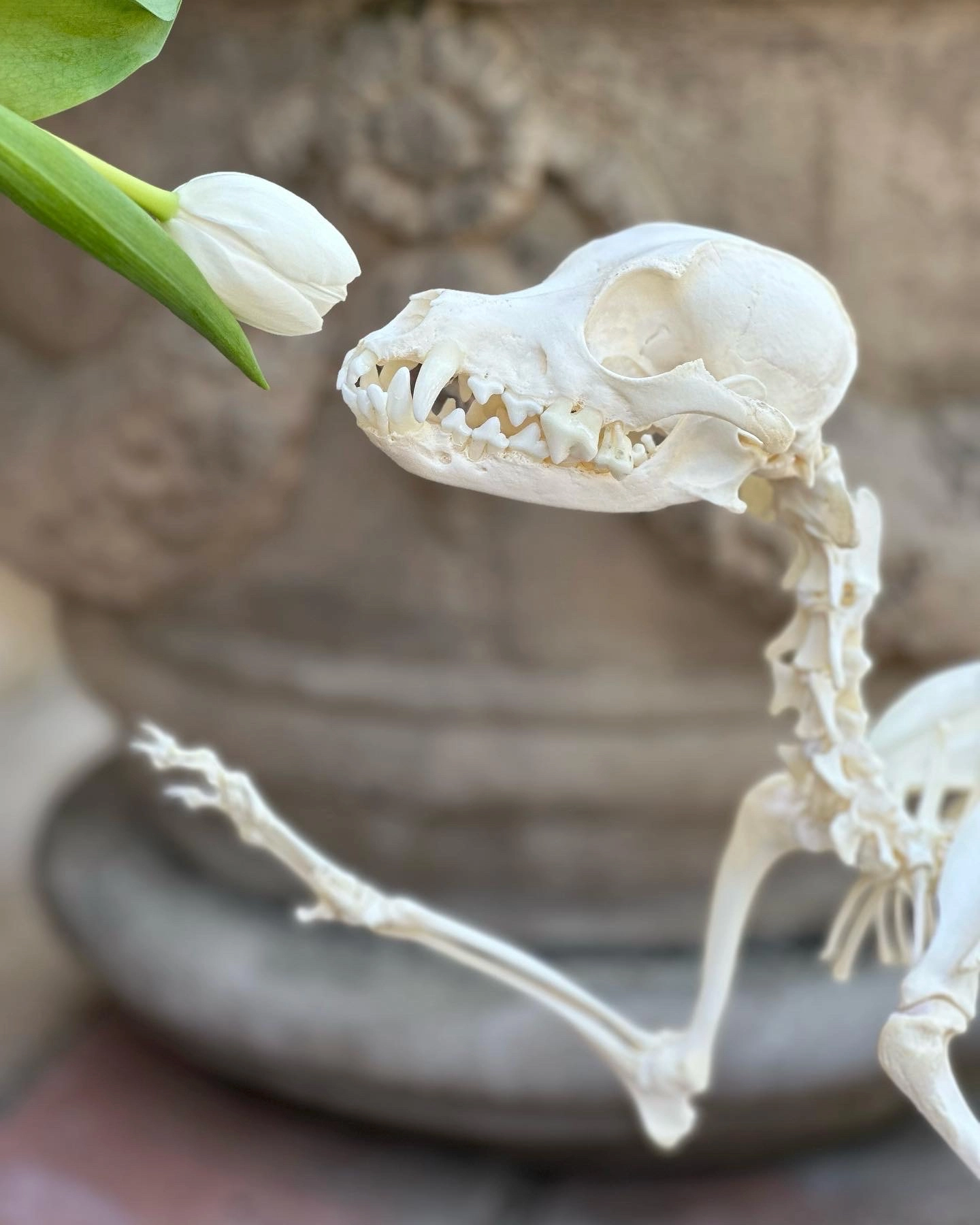 Skeleton dog arctic tulip