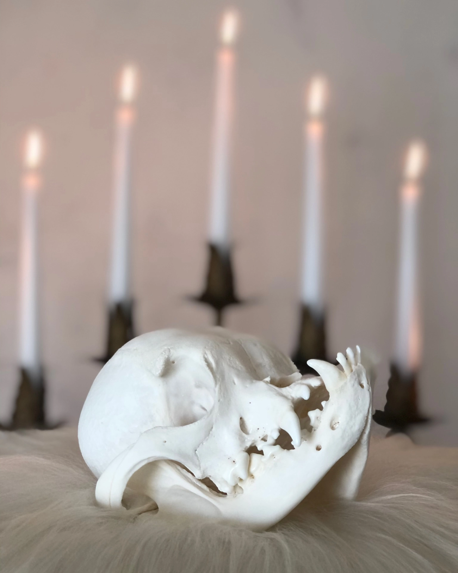Skeleton dog skull candles