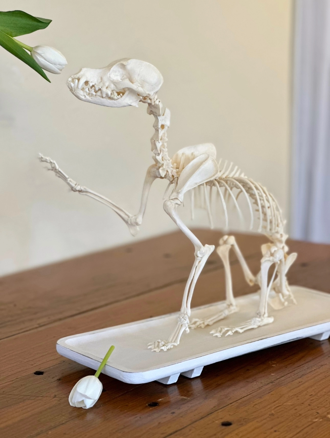 Skeleton full dog arctic tulip