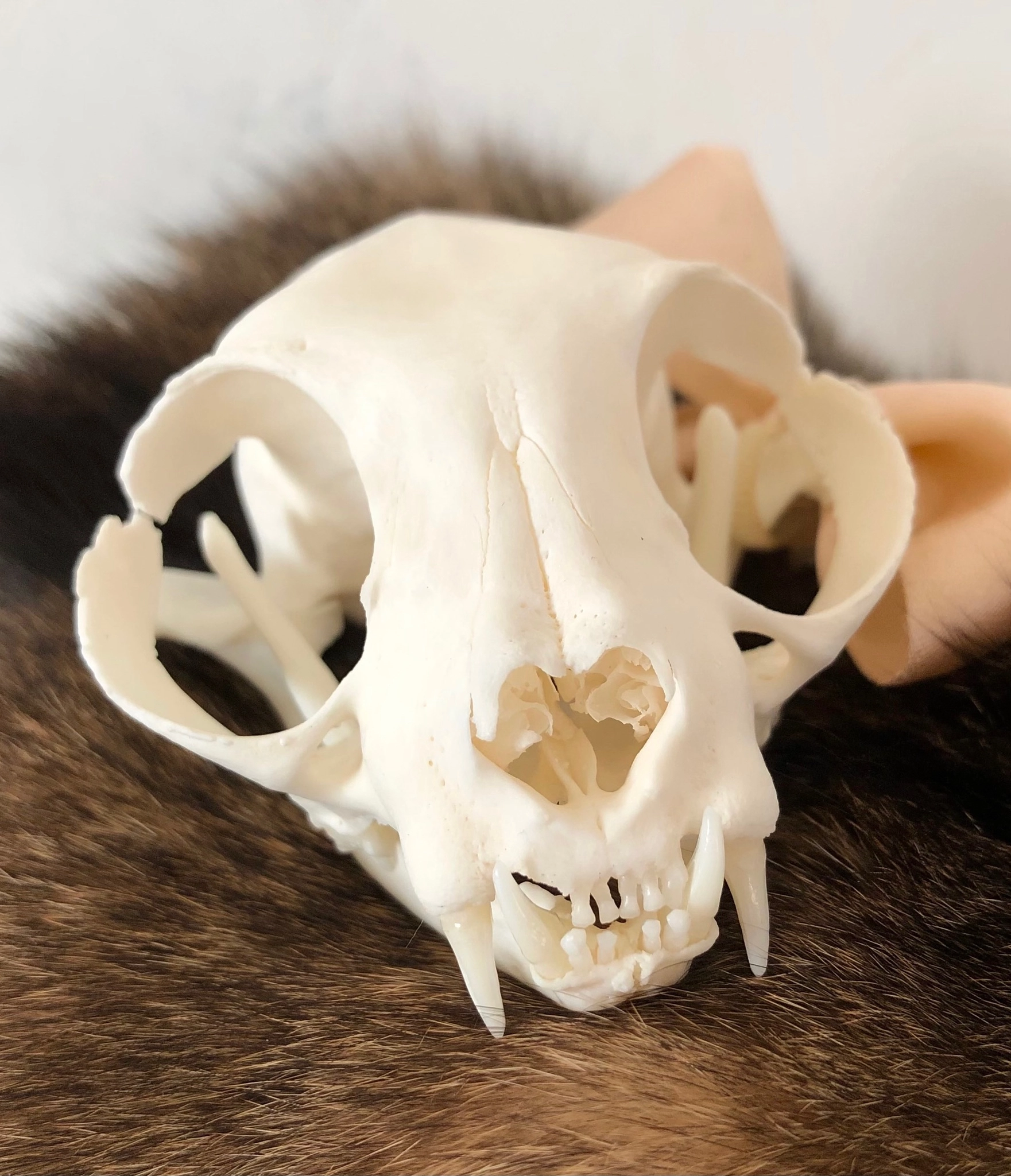 Skeleton skull cat close