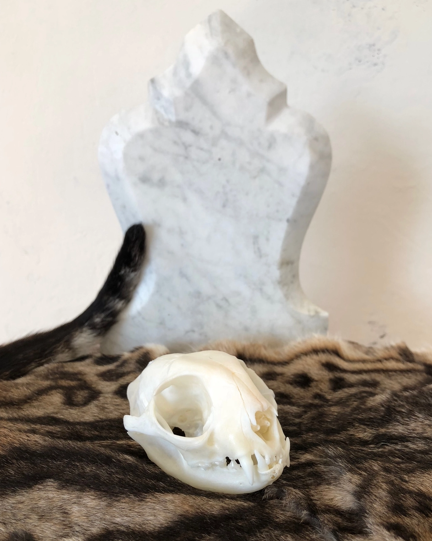 Skeleton skull cat headstone