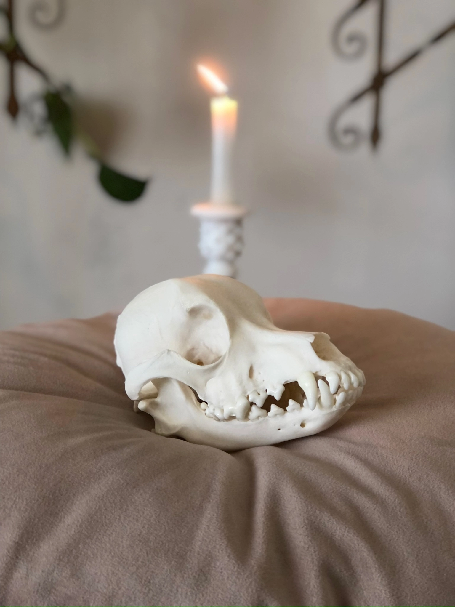 Skeleton skull dog candle