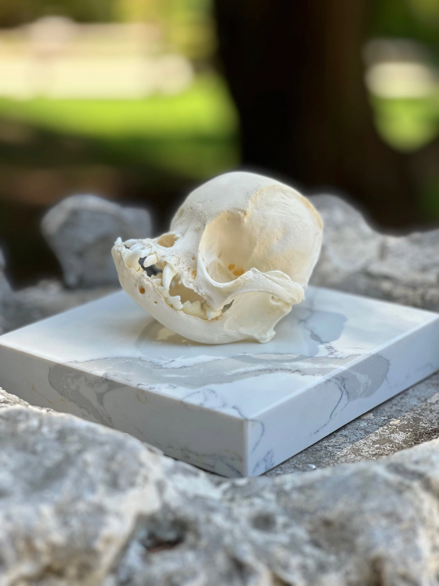 Skeleton skull dog marble outside