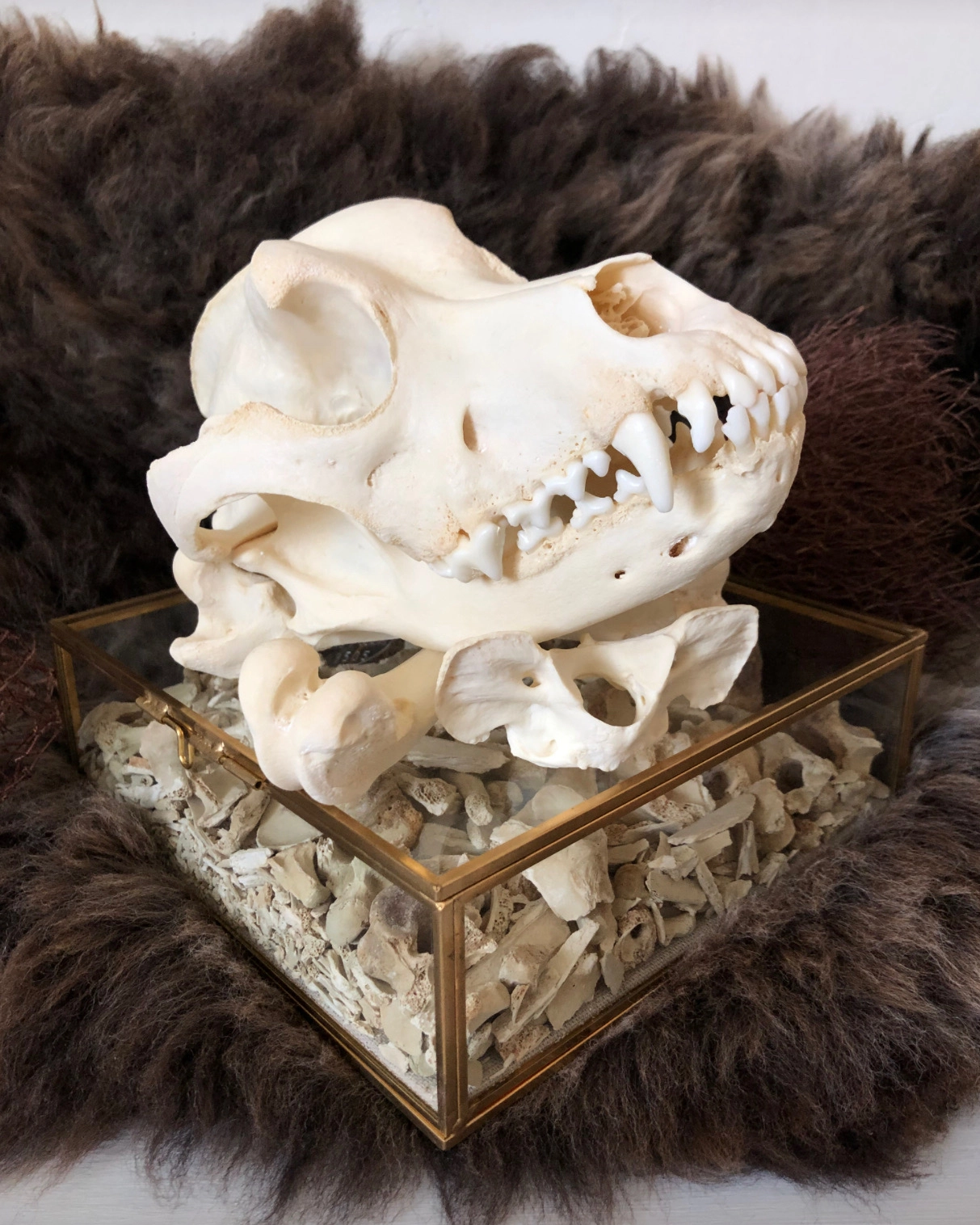 Skeleton skull dog on box