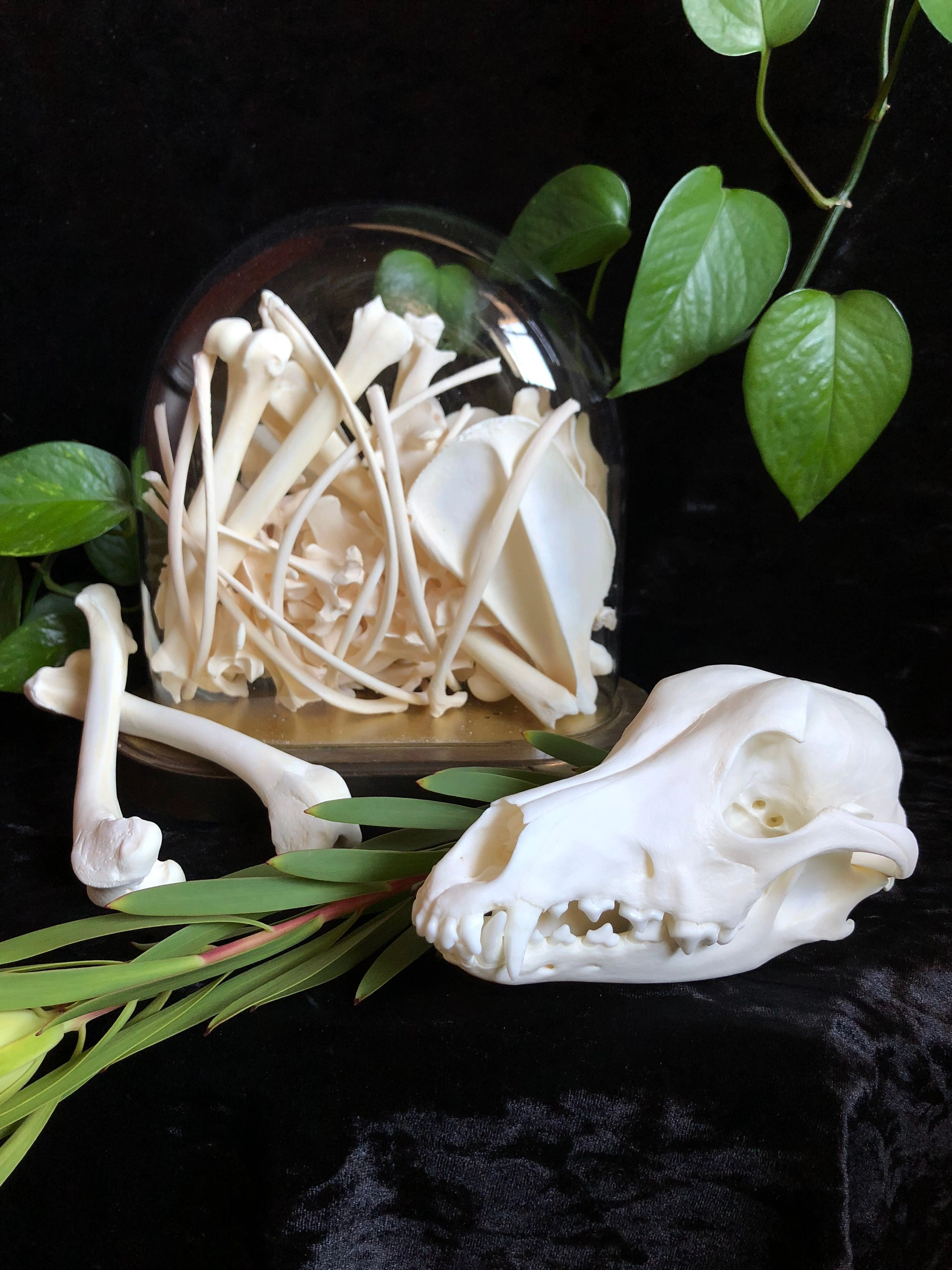 Skeleton skull dog whippet plant