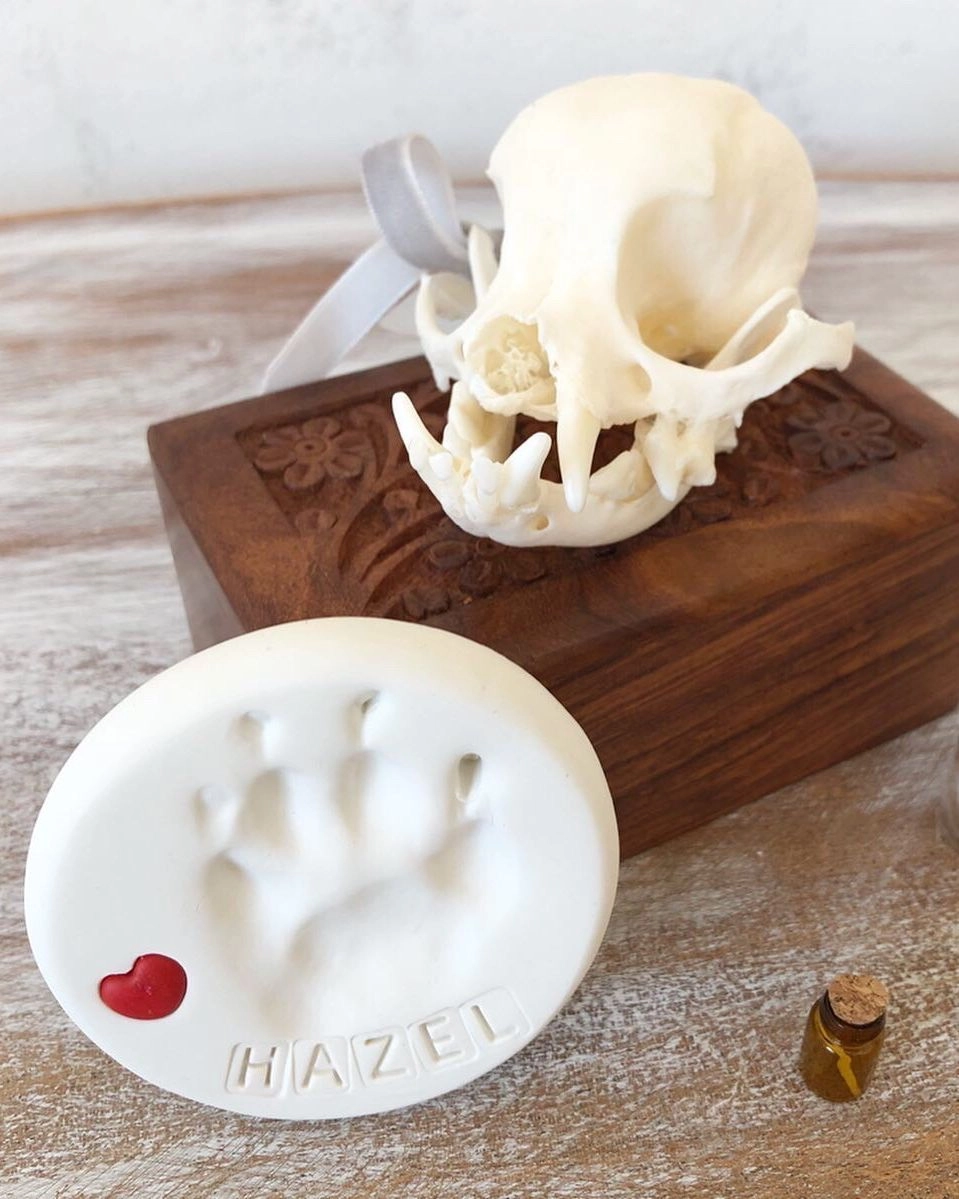 Skeleton skull hazel paw print