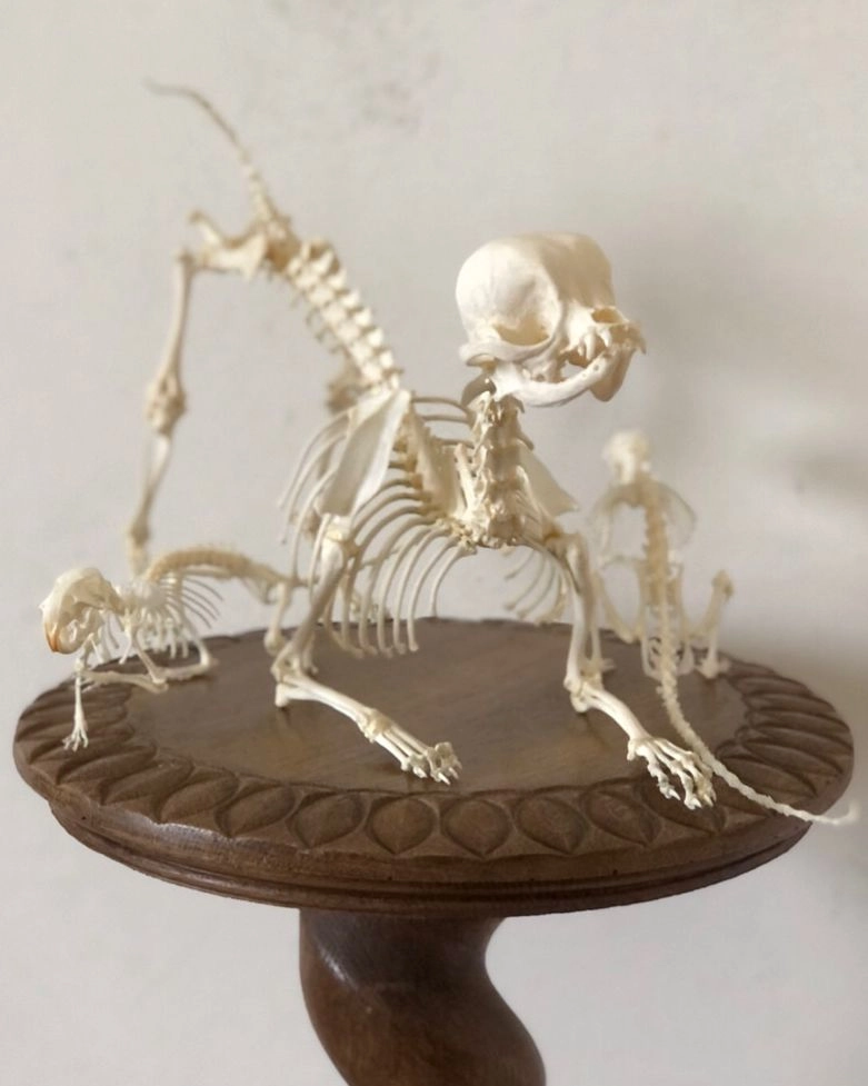 Skeleton three
