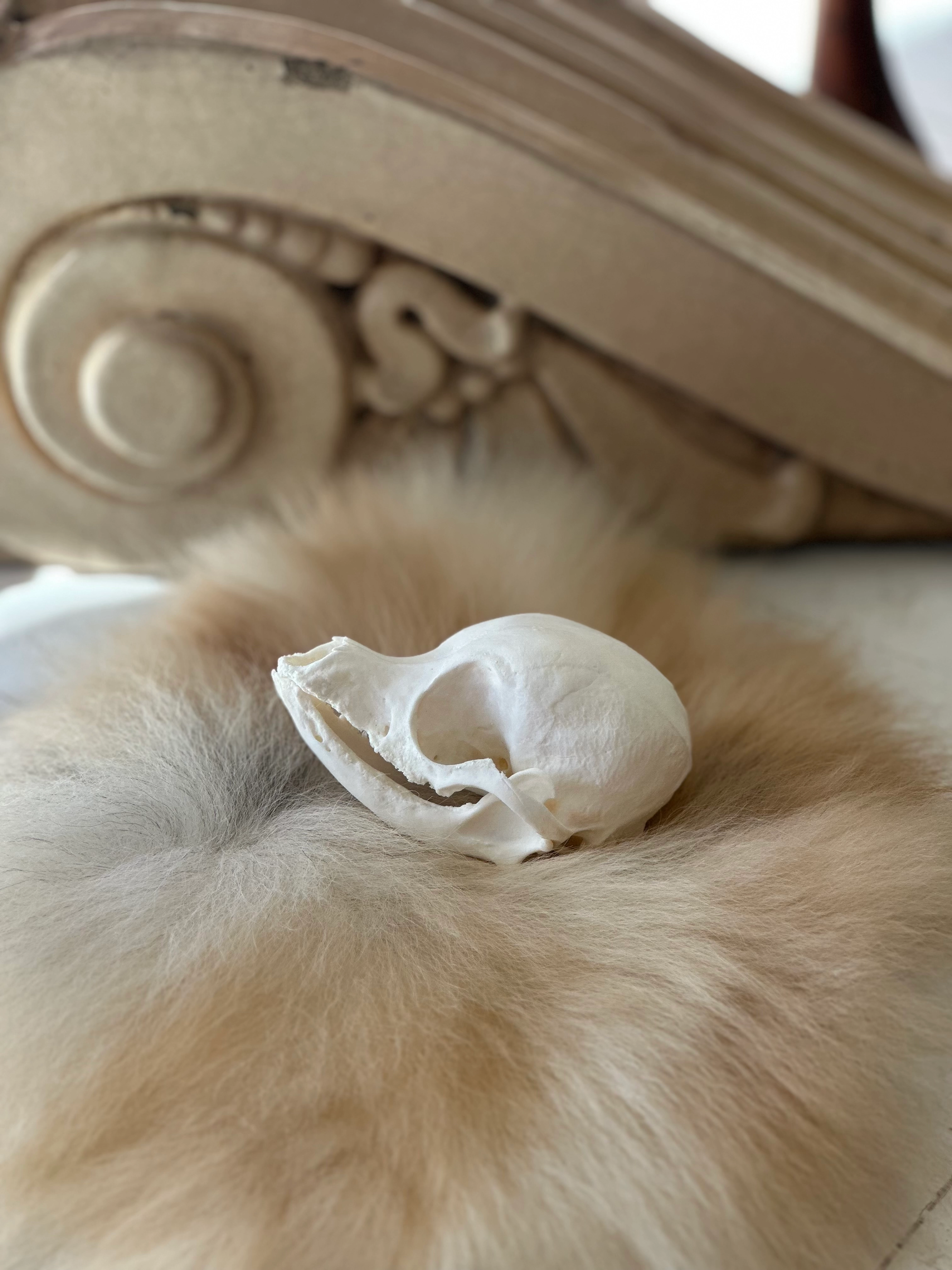 Skull on orange fur