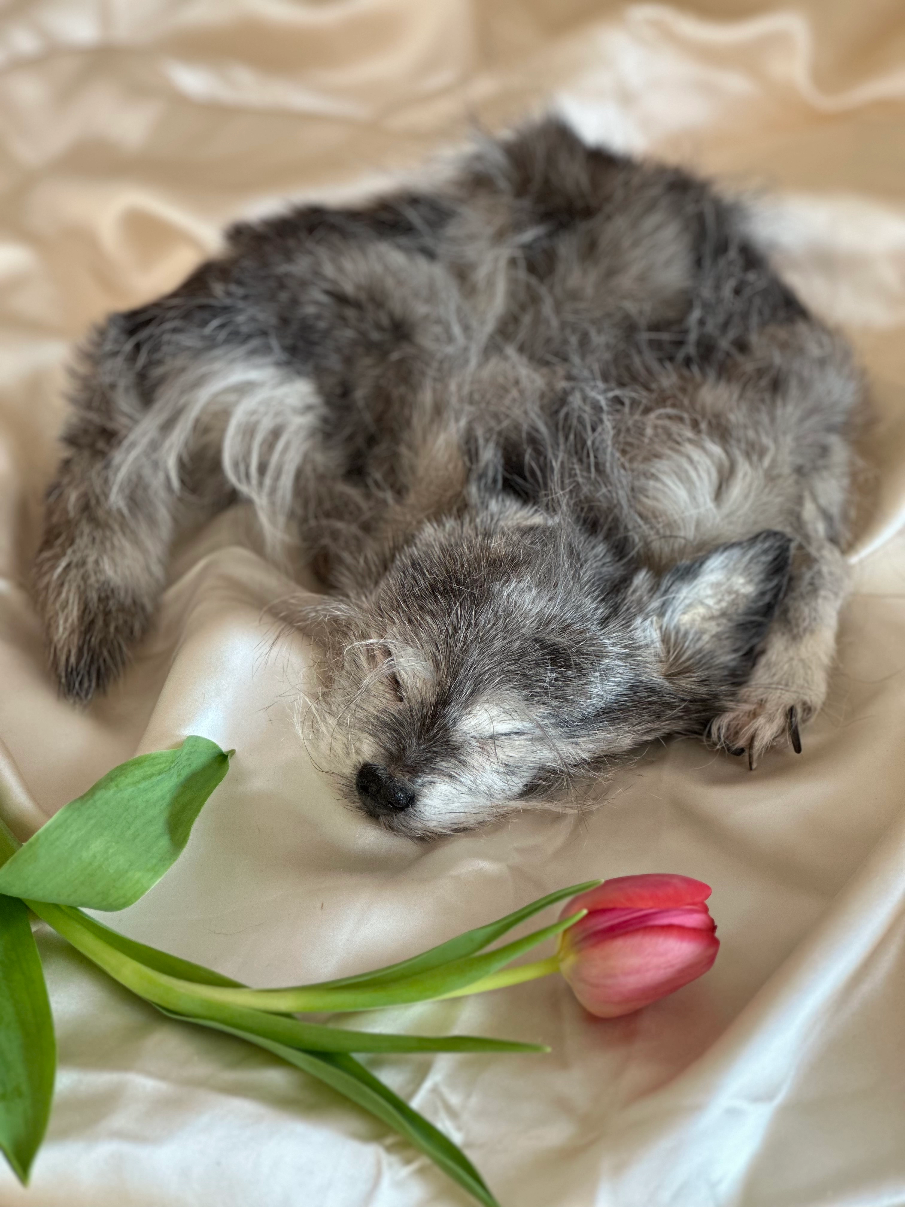 Full coat of a dog with a tulip
